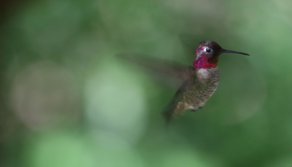 Purple Hummingbird in Superior, Arizona