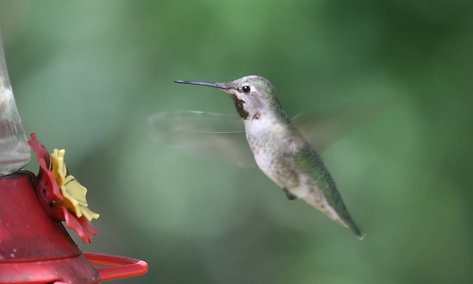 Hovering in Superior, Arizona