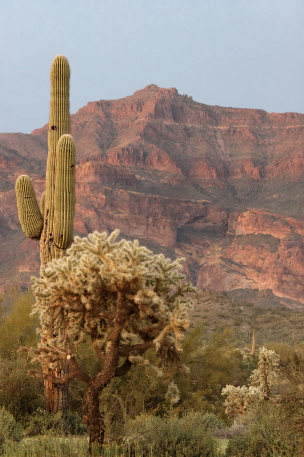 Cactus and Mountians in Apache Junction, Arizona