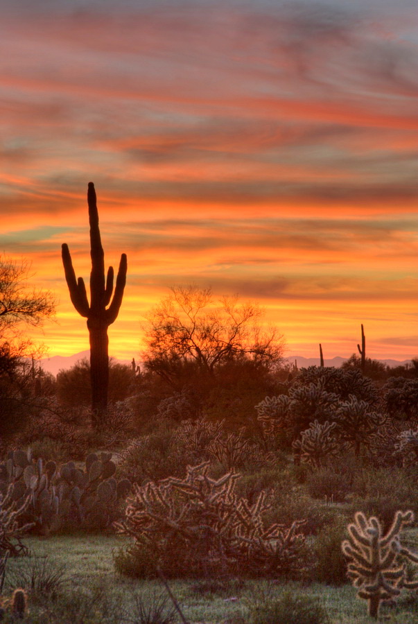 Cactus Sunset in Apache Junction, Arizona