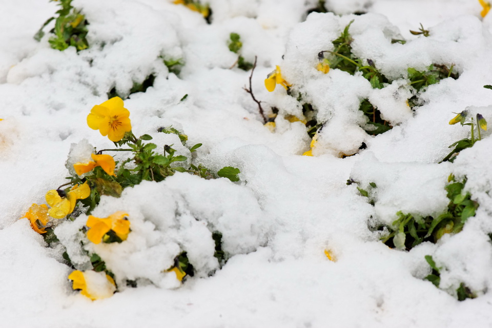 Spring Yet in Atlanta, Georgia
