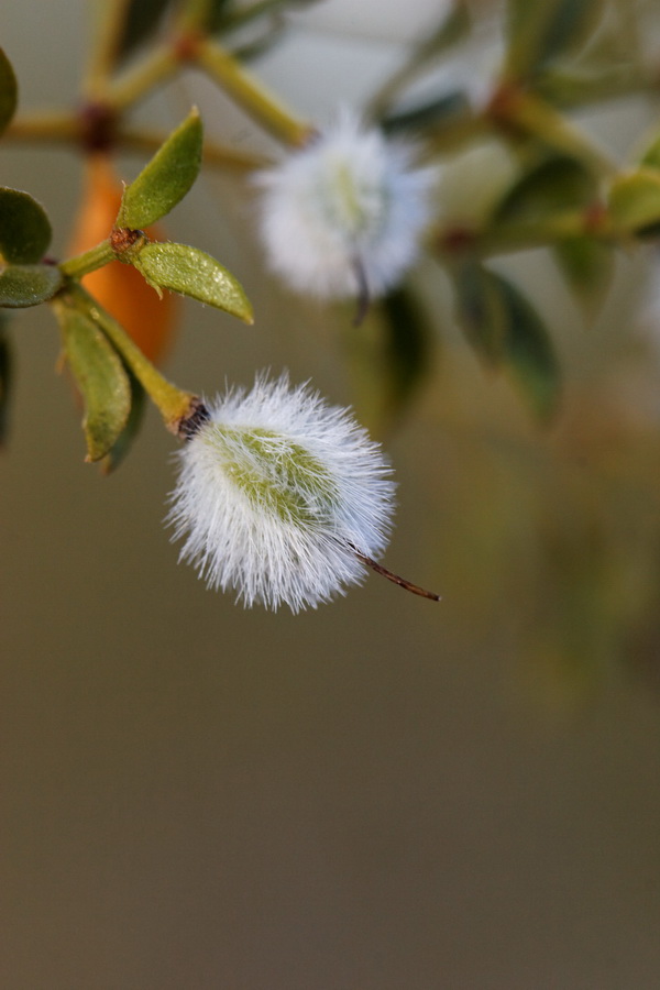Creosote Pod in Phoenix, Arizona