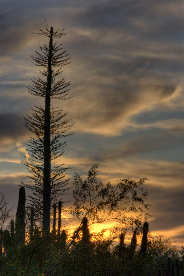 Boojum Tree Sunset in Phoenix, Arizona