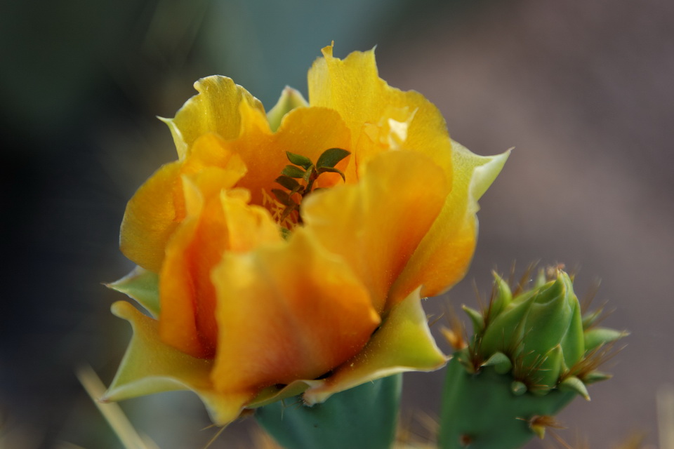 Cactus Flower in Phoenix, Arizona