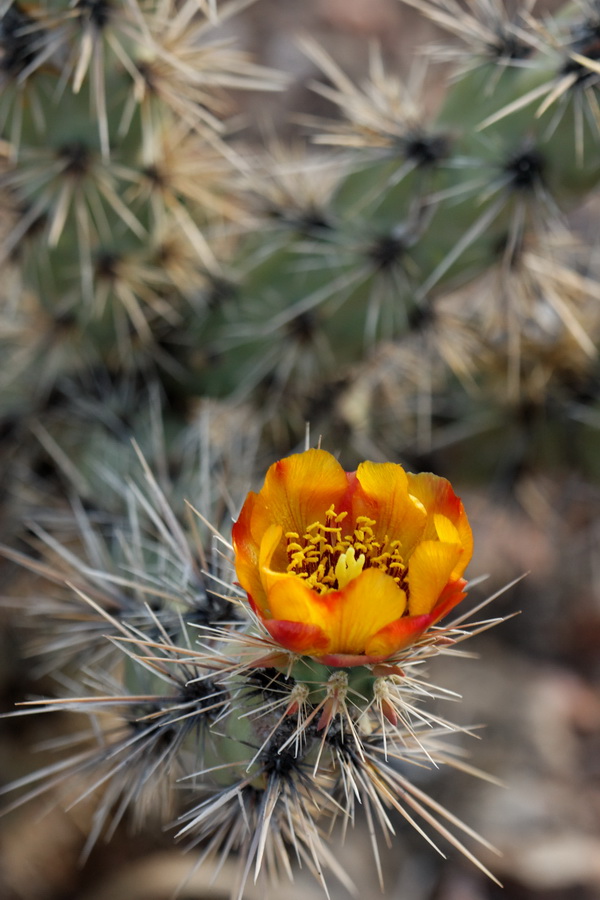 Cactus Flower in Phoenix, Arizona