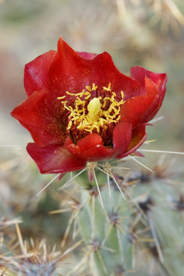 Red and Yellow in Phoenix, Arizona