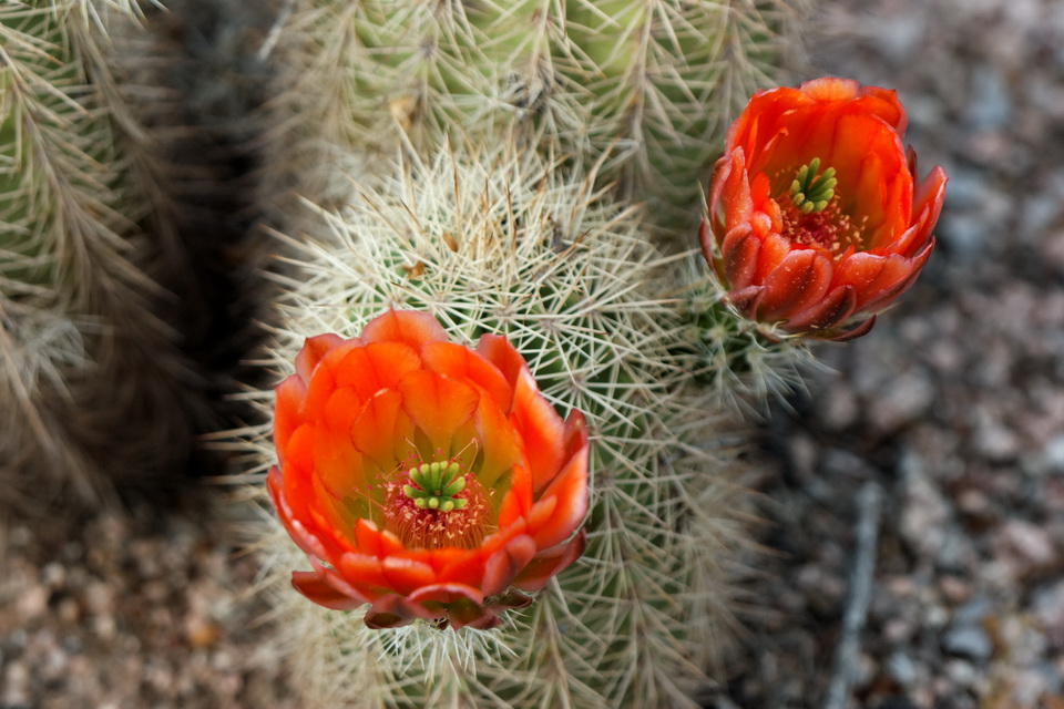 Soft Orange in Phoenix, Arizona