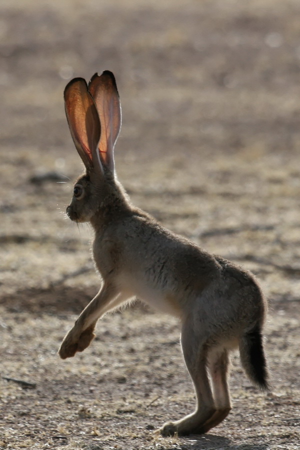 Check Out Those Ears in Scottsdale, Arizona