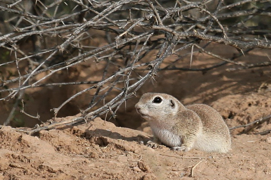 Round-tailed Ground Squirrel in Scottsdale, Arizona