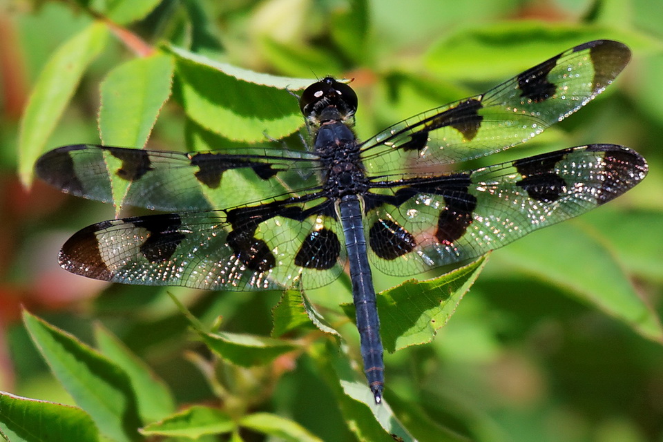 Blue Beauty in Highlands, North Carolina