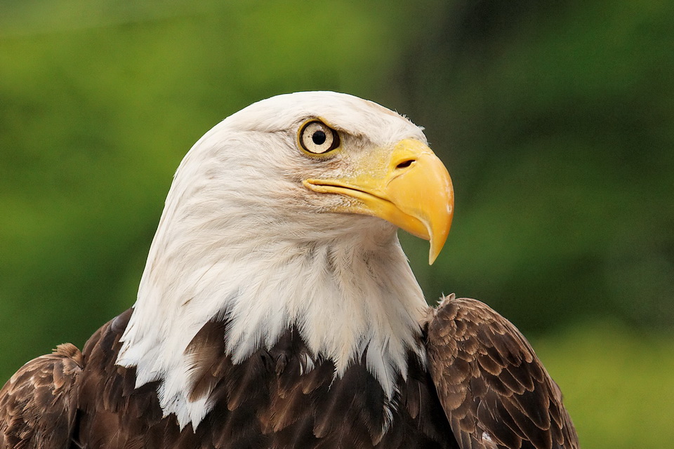 Proud Bird in Highlands, North Carolina