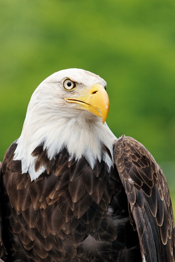 Bald Eagle in Highlands, North Carolina