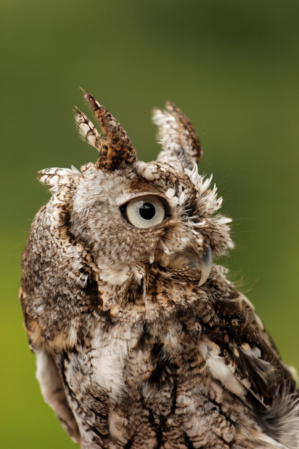 Look at That Beak in Highlands, North Carolina
