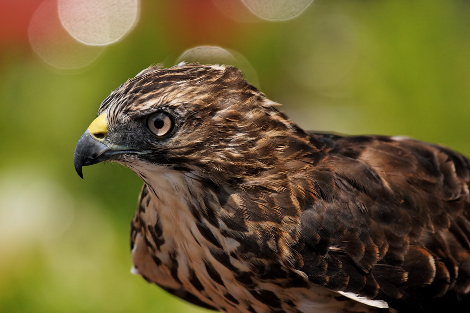 Fast Bird in Highlands, North Carolina
