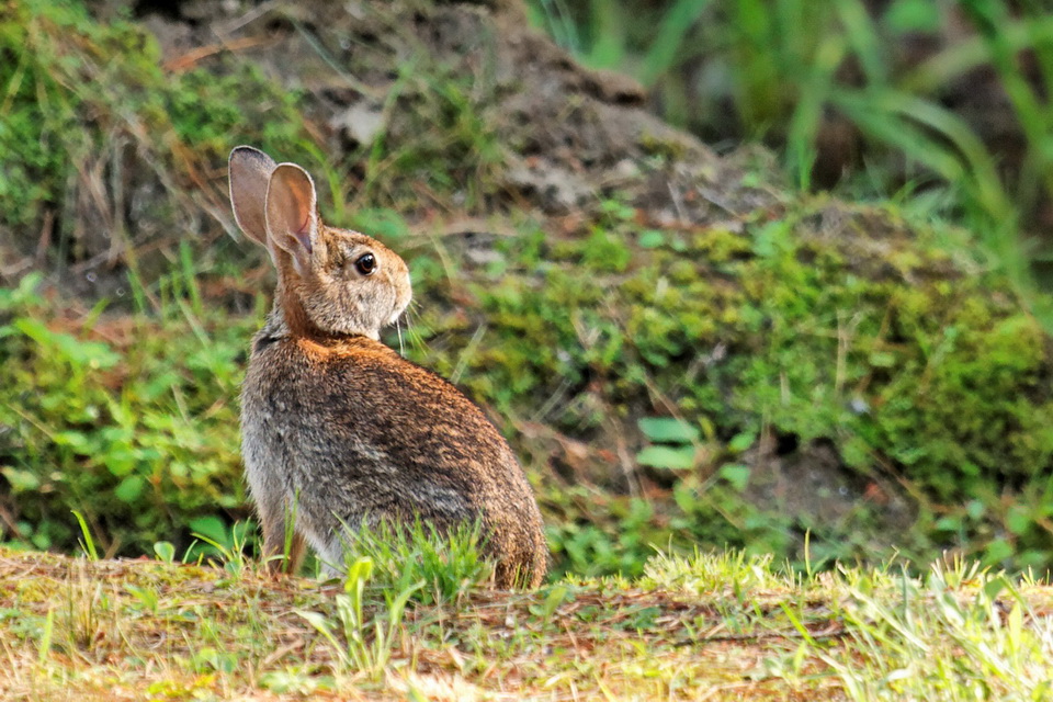 Alert Bunny in Highlands, North Carolina