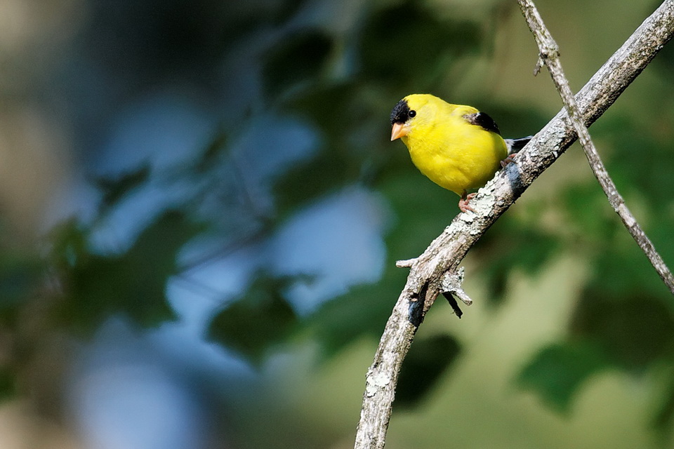 Yellow Splash in Highlands, North Carolina