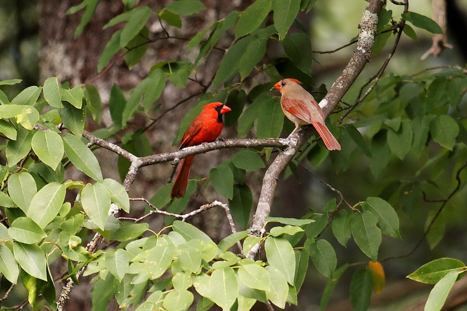 Cute Couple in Highlands, North Carolina