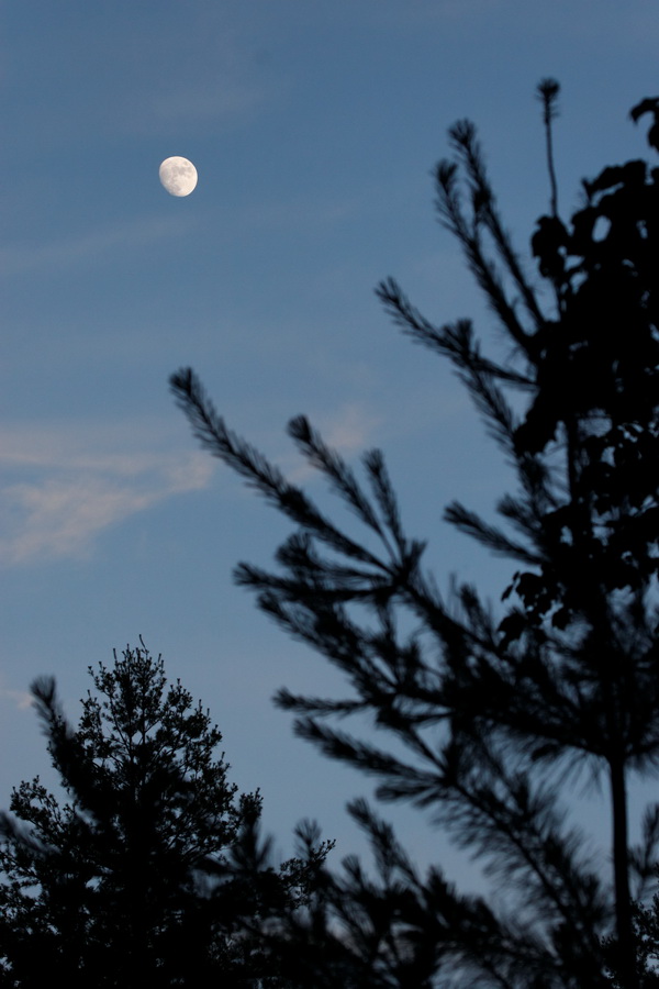 Forest Moon in Highlands, North Carolina