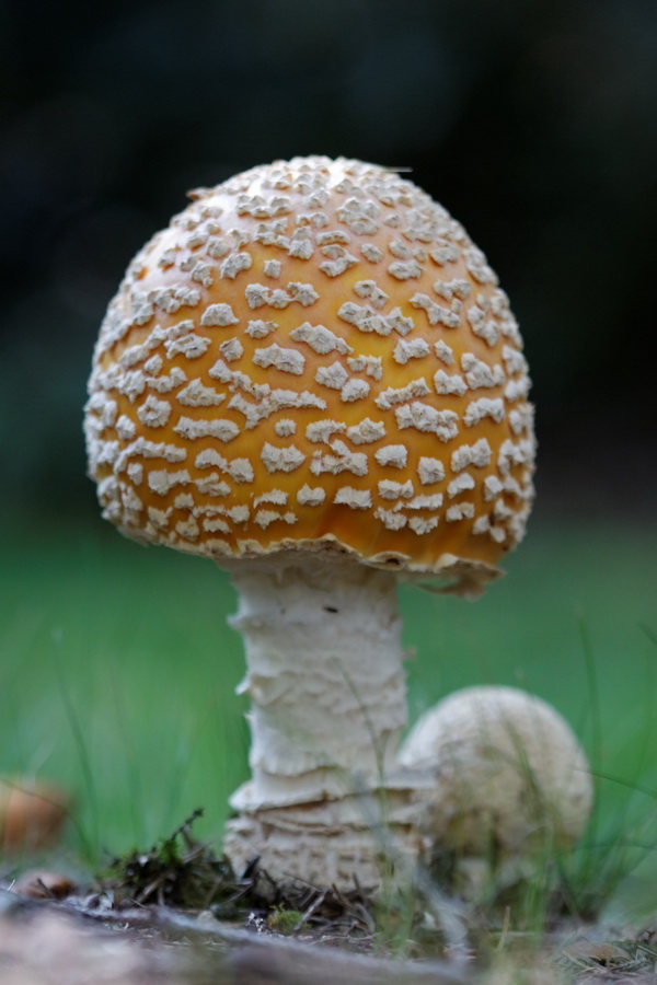 Little Guy in Highlands, North Carolina