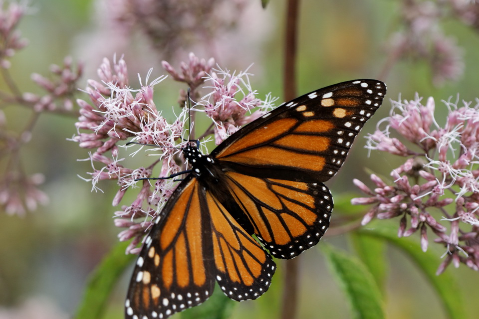 Monarch and Purple in Highlands, North Carolina