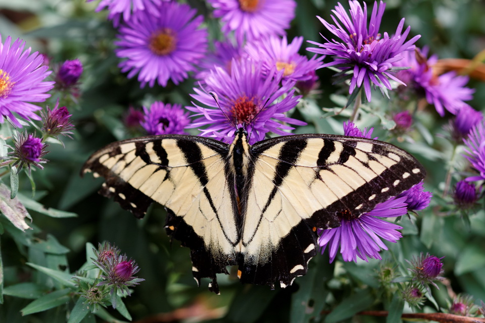 Fall Butterfly in Highlands, North Carolina