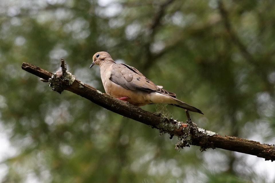 Dove in the Forest in Highlands, North Carolina