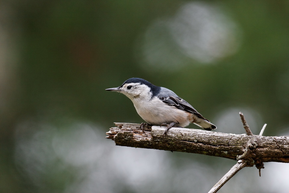 Woodpecker in Highlands, North Carolina