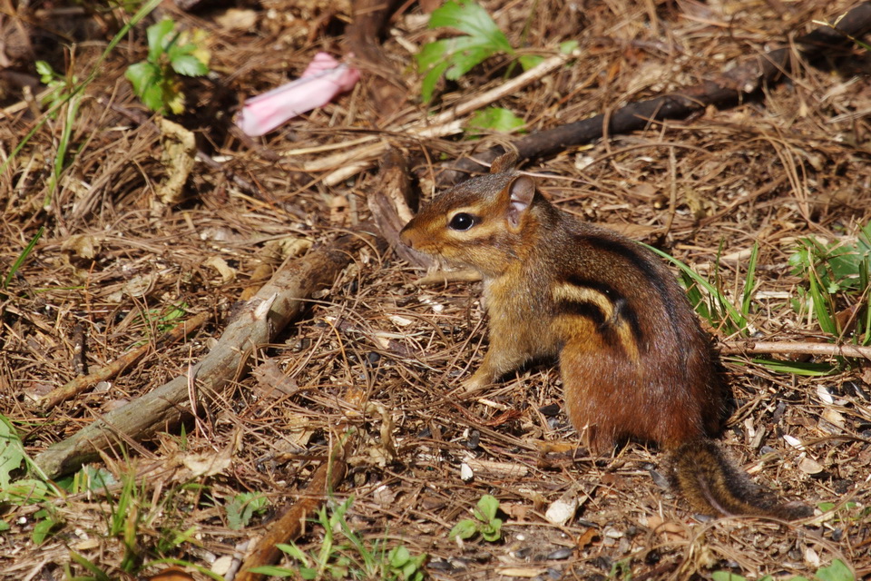 Little Munk in Highlands, North Carolina