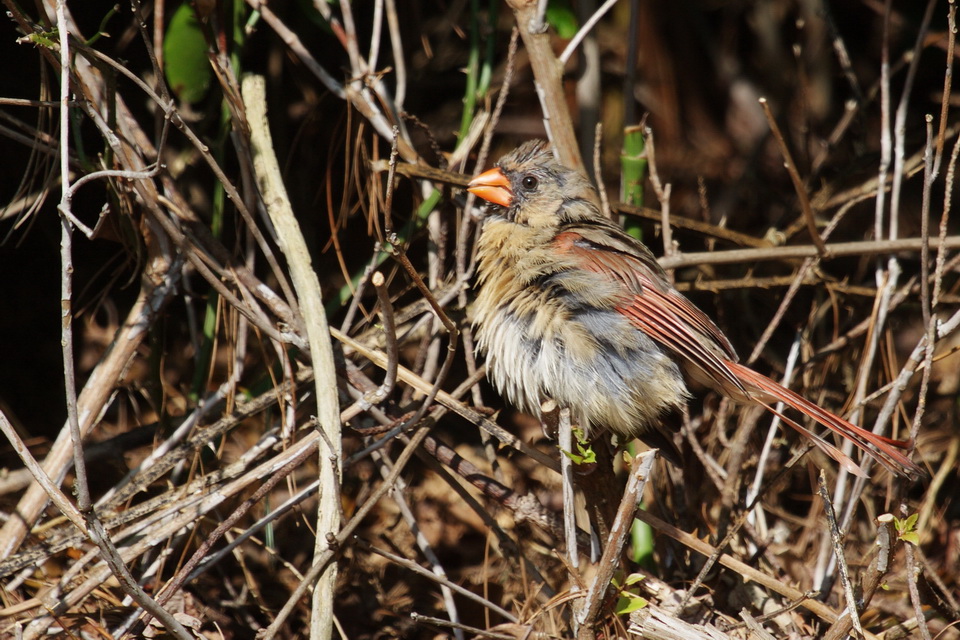 Female Cardinal in Highlands, North Carolina