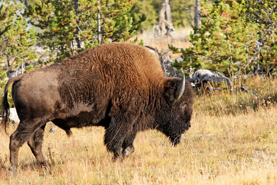 Big Shaggy Guy in Yellowstone National Park, Wyoming