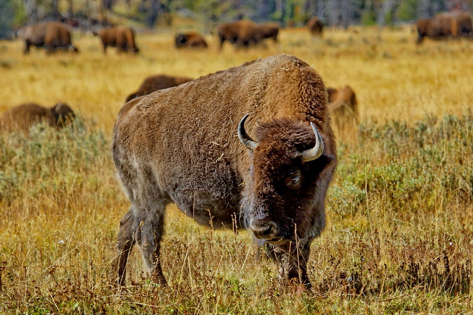 Big Bison in Yellowstone National Park, Wyoming