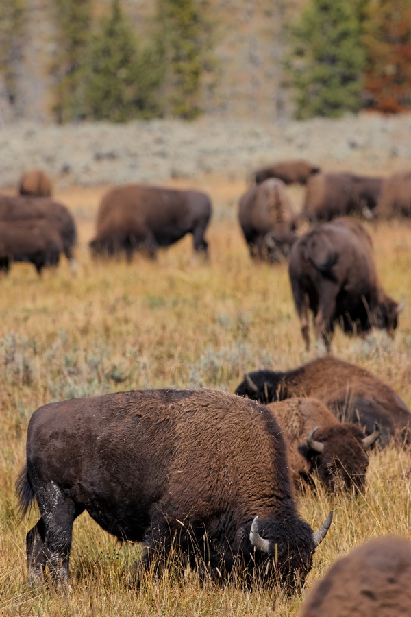Bison Grazing in Yellowstone National Park, Wyoming