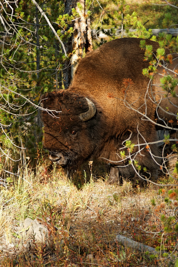 Peek-A-Boo in Yellowstone National Park, Wyoming