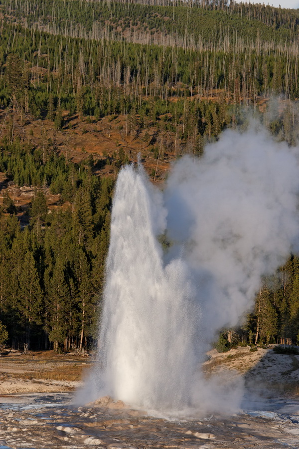 Forest Geyser in Yellowstone National Park, Wyoming