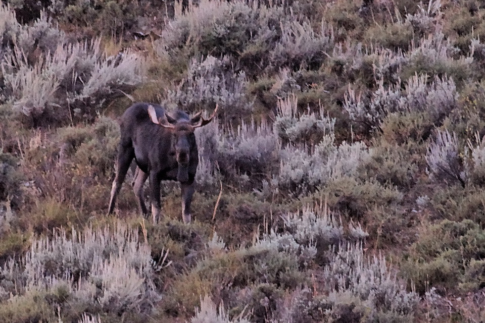 Small Moose in Jackson Hole, Wyoming