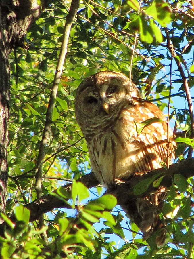 Who is in the Yard in Columbus, Georgia