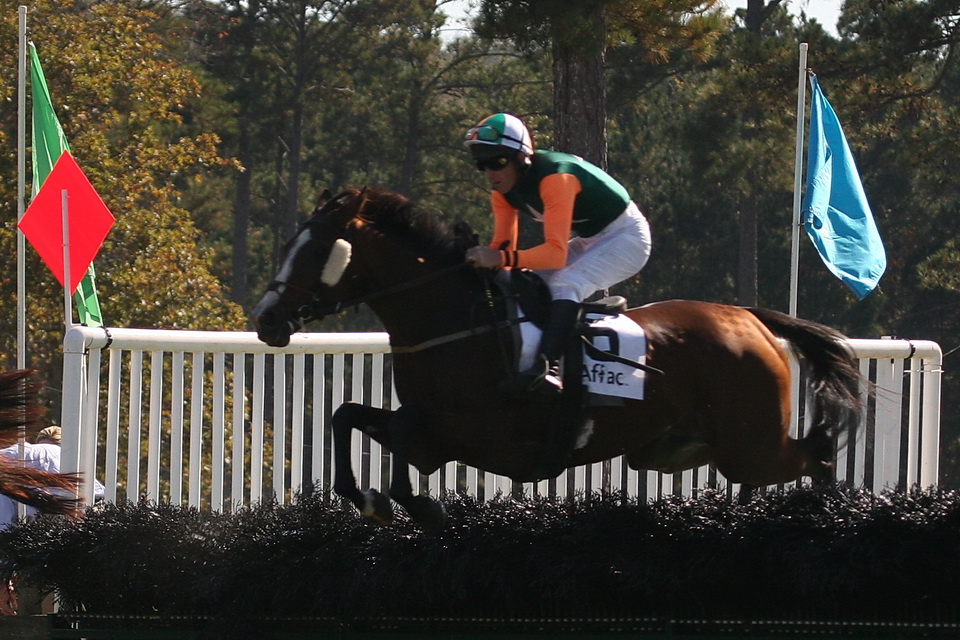 Horse in Flight in Pine Mountain, Georgia