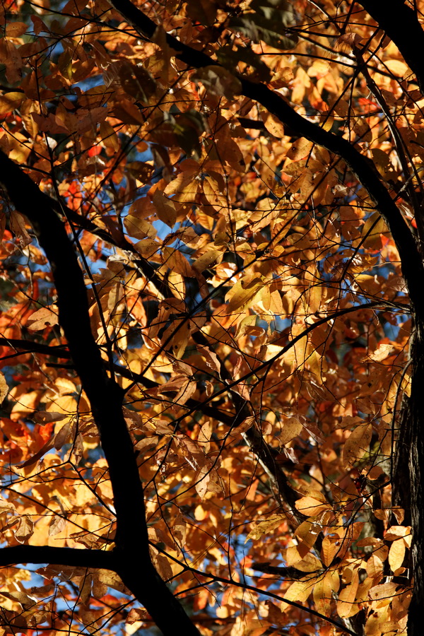 Golden Leaves in Pine Mountain, Georgia
