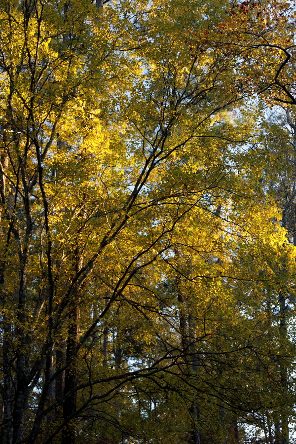 Golden Sky in Pine Mountain, Georgia