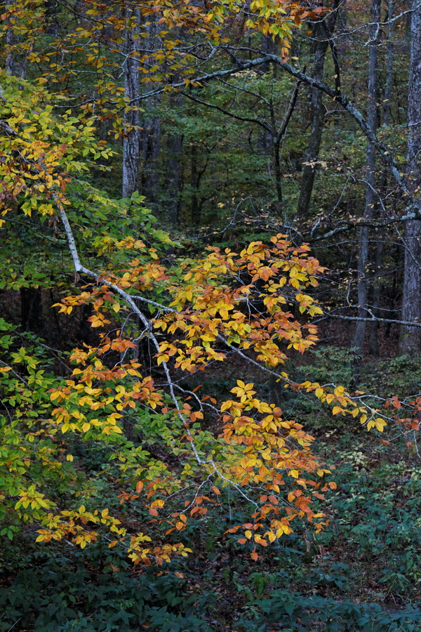 Autumn in Pine Mountain, Georgia