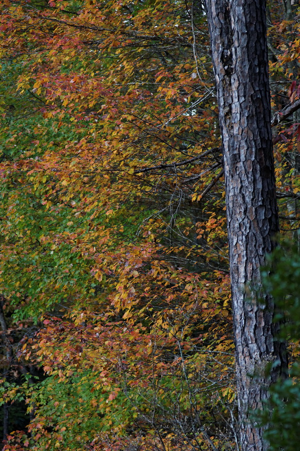 Burst of Color in Pine Mountain, Georgia