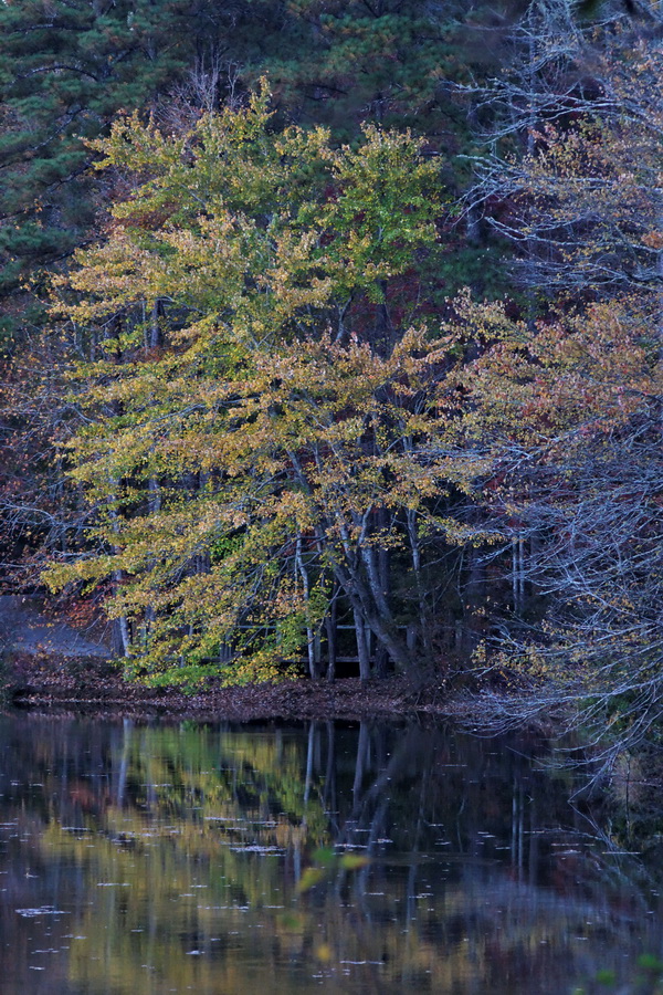 Still Light Beauty in Pine Mountain, Georgia