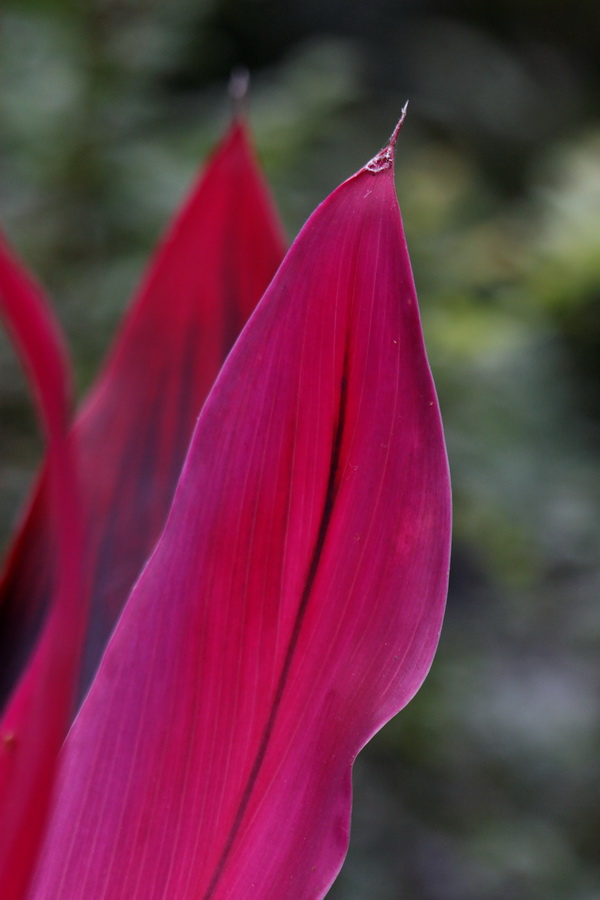 Purple Leaf in Pine Mountain, Georgia