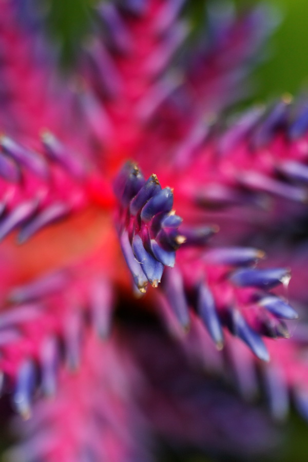 Purple Burst in Pine Mountain, Georgia