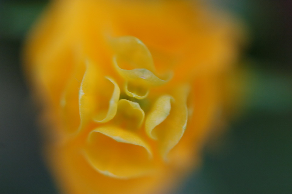 Yellow Blur in Pine Mountain, Georgia