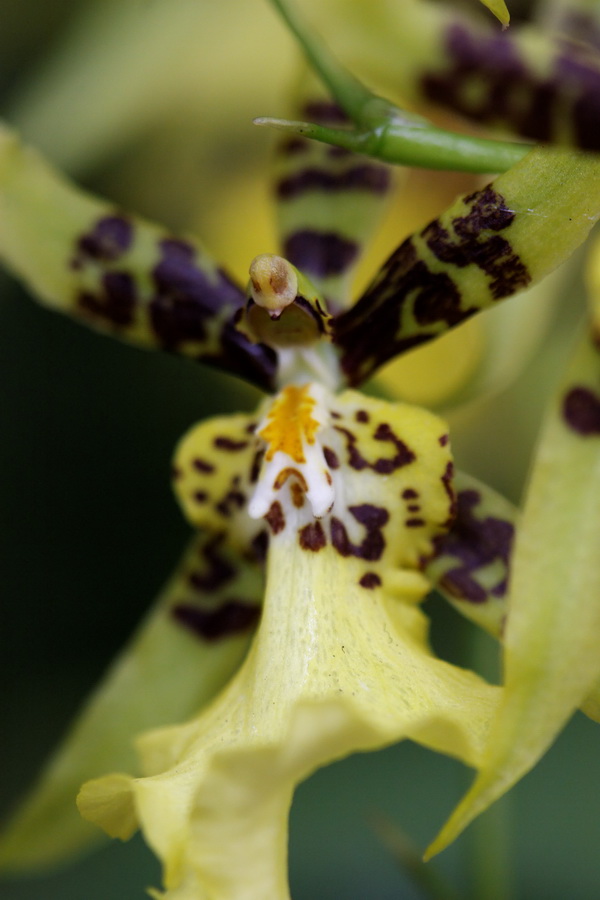 Orchid Top in Pine Mountain, Georgia