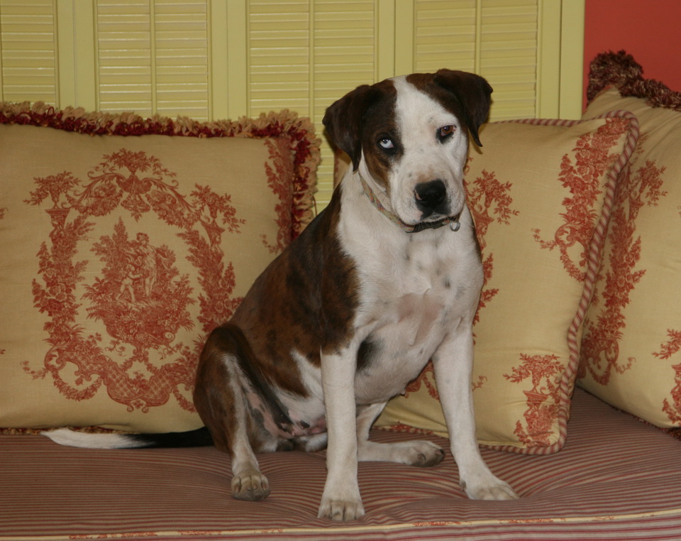 Pup Pearl in Nogales, Arizona
