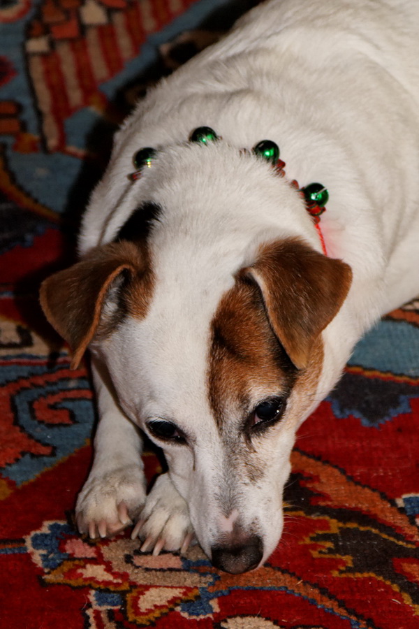 Christmas Collar in Highlands, North Carolina