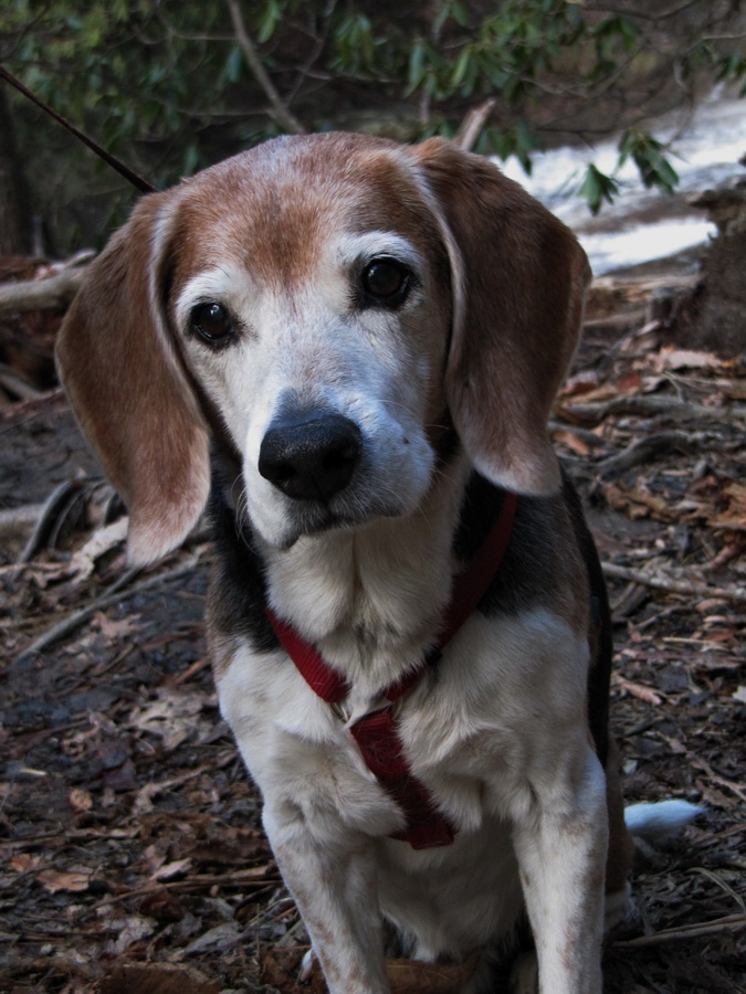 Hunting Pup in Highlands, North Carolina