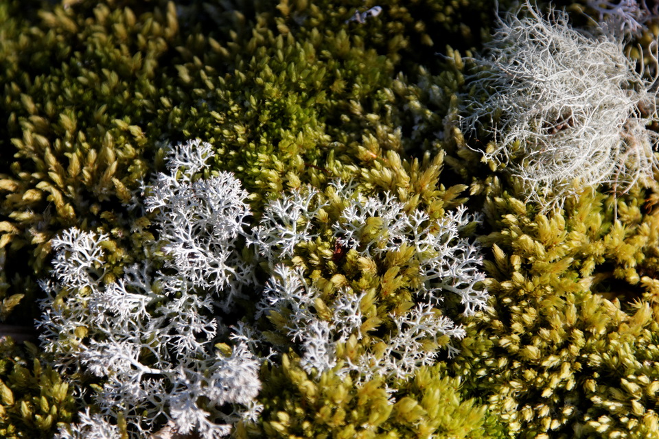 Lichen and Moss in Highlands, North Carolina